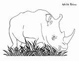 Coloring Rhinos Pages Comments Popular Coloringhome sketch template