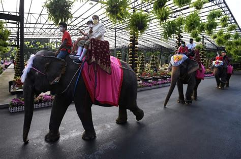 valentine s day couples in thailand tie the knot on elephants see
