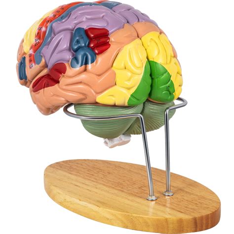vevor human brain model anatomy  part model  brain wlabels display base color coded life