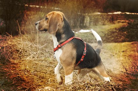 beagle personalitywhat