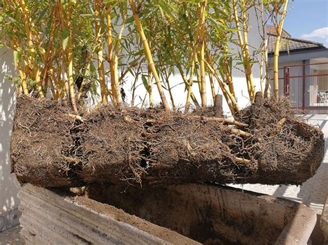 transplanting bamboo     relocate bamboos