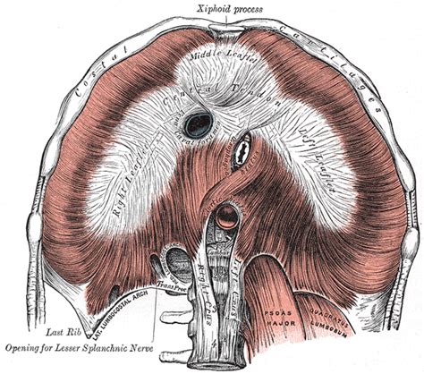 diaphragm human thorax location anatomy function  position healthhypecom