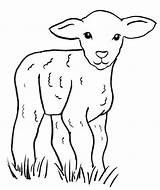 Lamb Coloring Sheep Drawing Pages Easy Tattoo Baby Print Realistic Samanthasbell Kids Animal Clip Today sketch template