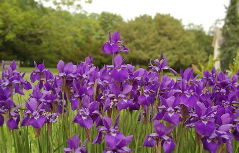 grow siberian iris iris flowers flower garden iris