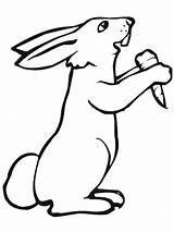 Kelinci Mewarnai Wortel Makan Rabbits Sketsa Hase Carrot Diwarnai Realistic Lucu Binatang Imut Coloringfolder Carrots sketch template