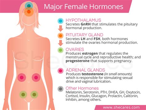 major female hormones female hormones hormones natural hormones