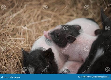 mini pig family   stock image image  food ears