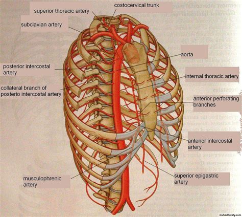 lecture  intercostal muscles  hafidh muhadharaty