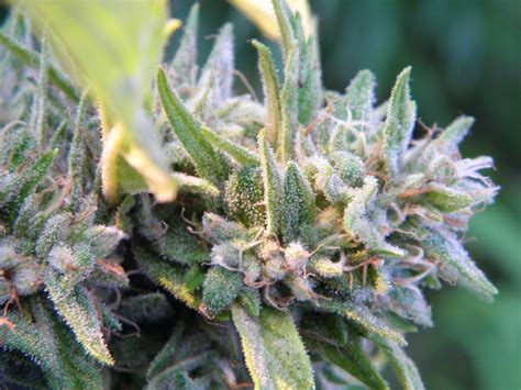 oregon grown og oregon green seed breeder direct cannabis seed