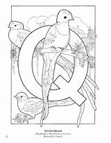 Quetzal Coloring Bird Drawing Pages Getdrawings Getcolorings Color Printable sketch template