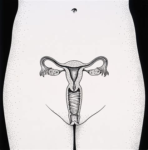 Female Reproductive Organs Photograph By John Bavosi Fine Art America