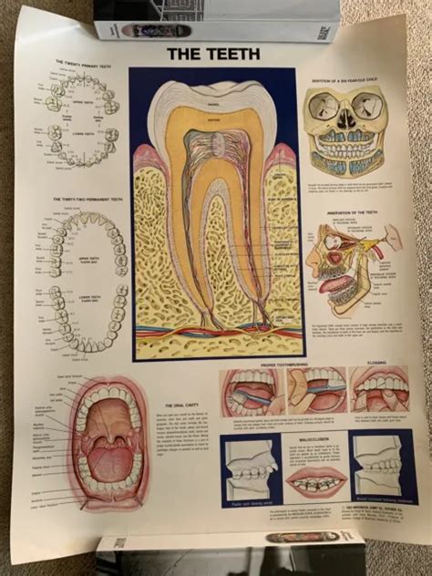 anatomical chart   teeth dental chart poster vtg