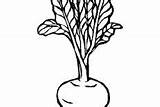 Beets Coloring Pages Harvest sketch template