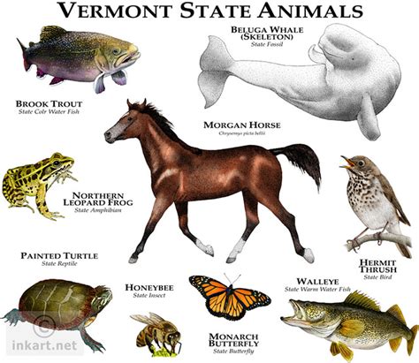 state animals  vermont flickr photo sharing