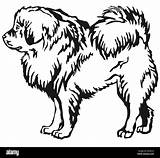 Mastiff Vector Dog Tibetan Decorative Standing Portrait Alamy Cartoon Clipart Stock Pro Fotosearch sketch template