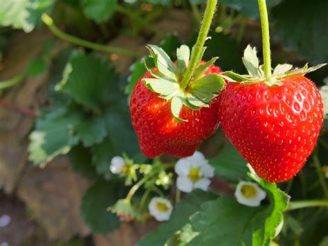 unusual containers  grow strawberries espoma