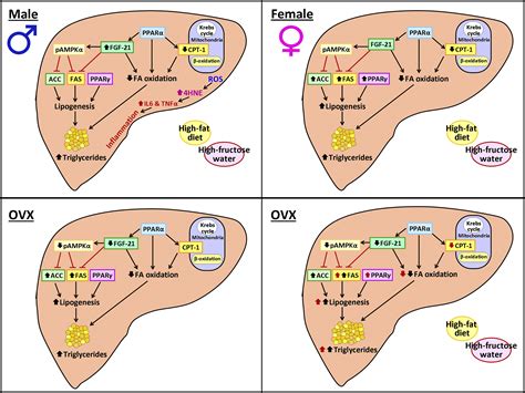 hepatic fgf21 mediates sex differences in high fat high fructose diet