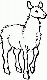 Llama Outline Printable Template Coloring Clipart sketch template