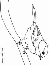 Vogel Malvorlage Spatz Uccelli Ausmalbild Vögel Verschiedene Gratismalvorlagen Tiere Kircher Muster Ando Coloringpagebook sketch template
