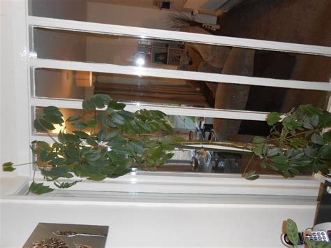 plant id forum→help identifying houseplant and problem with it
