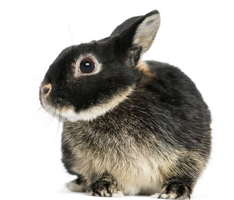 netherland dwarf rabbit colors pet ponder