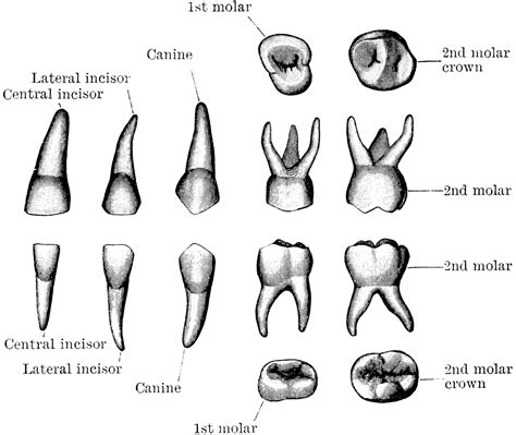 free molar cliparts download free clip art free clip art on clipart library