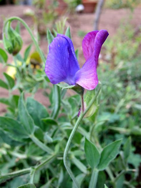 chronica domus whats blooming   sweetest  sweet peas