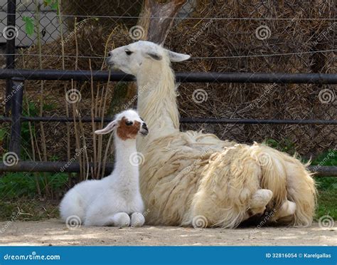 young llama stock images image