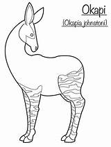 Okapi Coloring Pages Pdf Choose Board sketch template