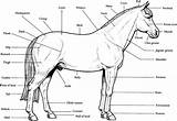 Horse Anatomy Coloring Printable Pages Horses Kids Parts Print Stall Labeled Color Book Puzzles Study Chart Animal Unit Sheets Jumping sketch template
