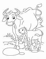 Coloring Pages Buffalo Calf Animals Their Babies Kids Color Printable Getcolorings Pag Getdrawings Popular sketch template
