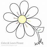 Flower Color Print Kids Flowers Coloring Pages Para Colour Learn Flor Flores Margaritas Drawings Freebies Tuesday Draw Margarita Dibujo Easy sketch template