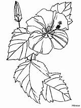 Coloring Hibiscus Pages Flower Color Flowers Printables sketch template