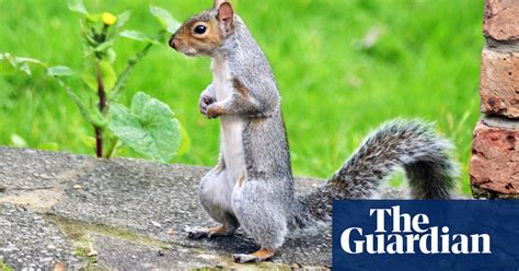 we need a recipe to save the red squirrel brief letters environment