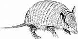 Armadillo Coloring Pages Colouring Clipart Banded Sheets Webstockreview sketch template