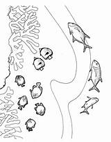 Reef Coloring Koralle Barrier Ausmalbild Swimmers Designlooter sketch template