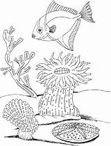 Coloring Pages Plants Underwater Sea Ocean Under Drawing Life Adults Getdrawings Printable Adult Print Getcolorings Color Popular sketch template