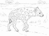 Hyena Coloring Savannah Spotted Pages Printable Animals Walking Realistic Hyenas African Designlooter Drawings 360px 11kb Wildlife Outline Choose Board sketch template