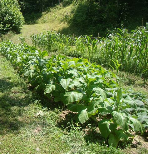 grow  process tobacco plants growing plants outdoor gardens