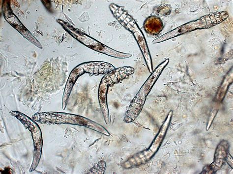 mites   studied  understand human evolution