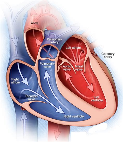 aortic valve disease  symptoms exercises  treatment