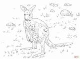 Kangaroo Coloring Eastern Pages Grey Young Skip Main sketch template