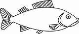 Outline Fish Clipart Drawing Clip Library sketch template