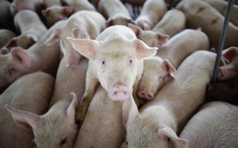 miljoen varkens  jaar en bijna geen varkensboeren varkens  nood
