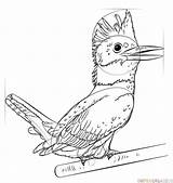 Kingfisher Belted Designlooter Contour sketch template