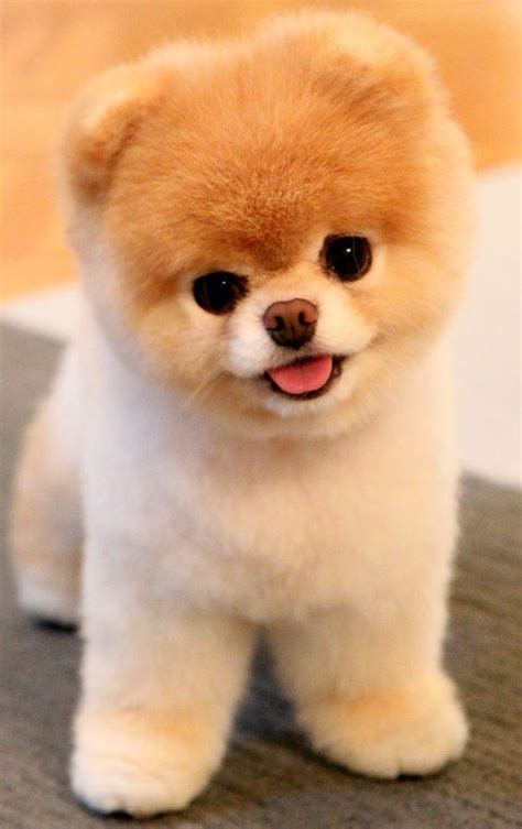 cute baby puppy picture   reyebleach