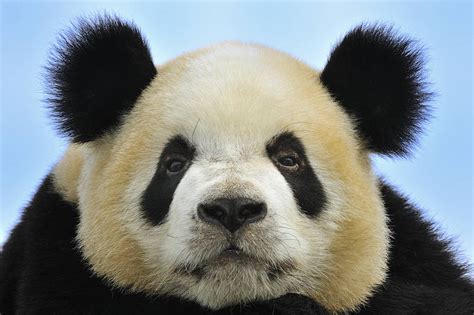 The Un Cuddly Truth About Pandas Wsj