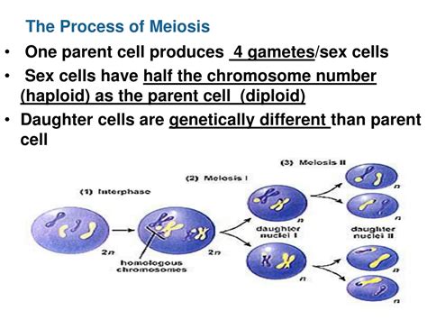 Ppt Key Concept Meiosis Creates Sex Cells That Are Haploid Powerpoint