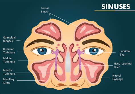 structure  sinuses