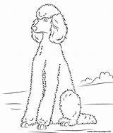 Coloring Pages Poodle Dog Dogs Poodles Printable Standard Sitting Baby Para Print Drawn Size Drawing Supercoloring Toy Clip Desenhos Colorir sketch template